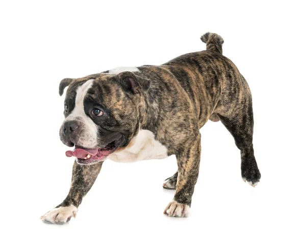 Male American Bully Front White Background Royalty Free Stock Photos
