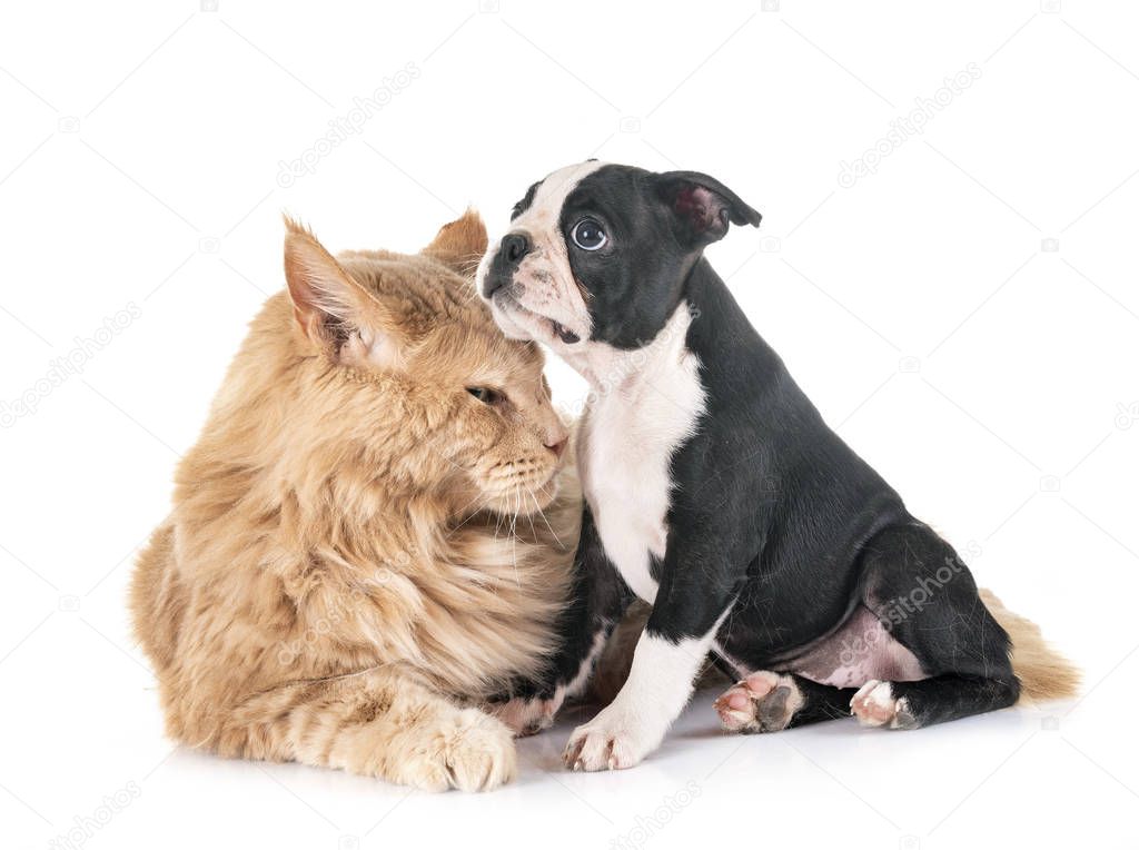 maine coon cat and little dog in front of white background