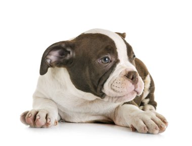 Beyaz arka planda köpek yavrusu Amerikan kabadayısı