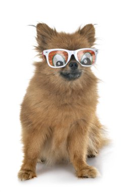 Beyaz arkaplan önünde genç pomeranian