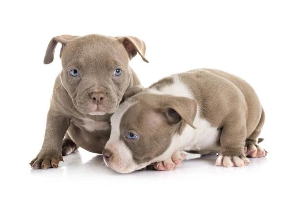 Filhotes Cachorro Valentão Americano Frente Fundo Branco — Fotografia de Stock