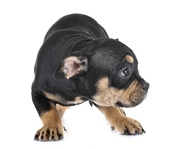 Puppy American Bully Front White Background — Stock Photo, Image