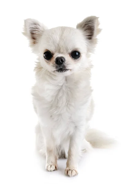 Piccolo Chihuahua Davanti Sfondo Bianco — Foto Stock