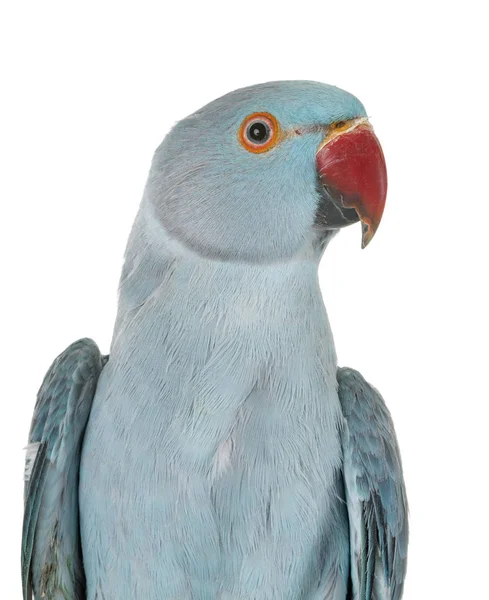 Rose Ringed Parakeet Front White Background — Stock Photo, Image