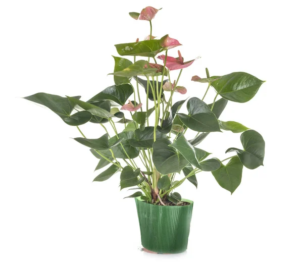 Planta Anthurium Delante Fondo Blanco —  Fotos de Stock