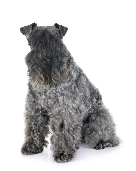 Kerry Azul Terrier Delante Fondo Blanco —  Fotos de Stock