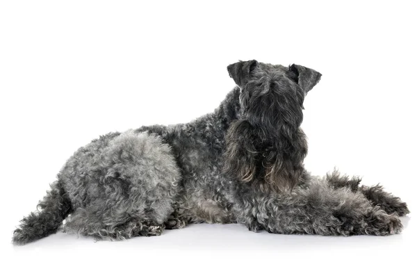 Terrier Bleu Cerise Devant Fond Blanc — Photo