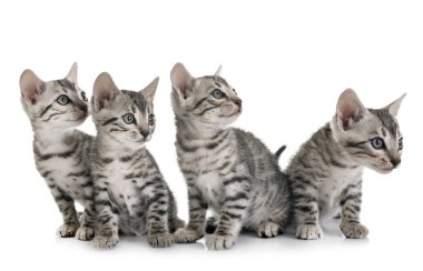 Bengal kedisi beyaz arka planda