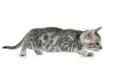 Bengal kedisi beyaz arka planda