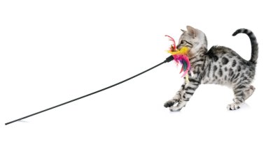 Bengal kedisi beyaz arka planda