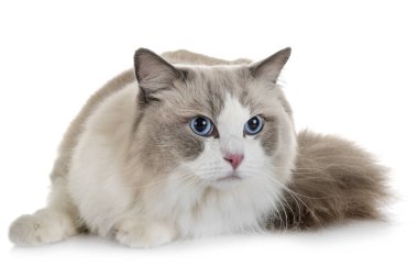 Ragdoll kedi beyaz arka plan önünde