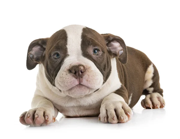 Cachorro Americano Bravucón Frente Fondo Blanco —  Fotos de Stock