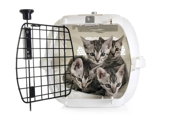 Bengaalse Kat Kennel Voor Witte Achtergrond — Stockfoto