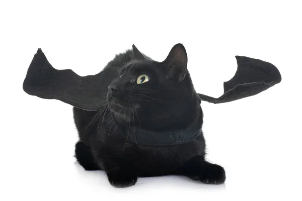 Bat Katt Framför Vit Bakgrund — Stockfoto