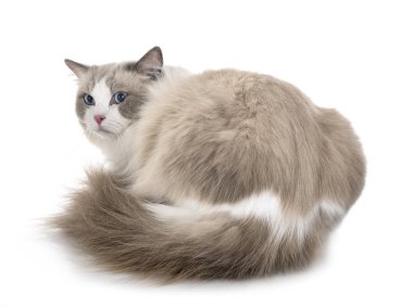Ragdoll kedi beyaz arka plan önünde