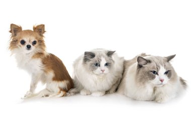 Ragdoll cats ve beyaz arka plan önünde chihuahua