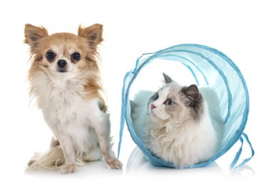 Ragdoll kedi ve beyaz arka plan önünde chihuahua