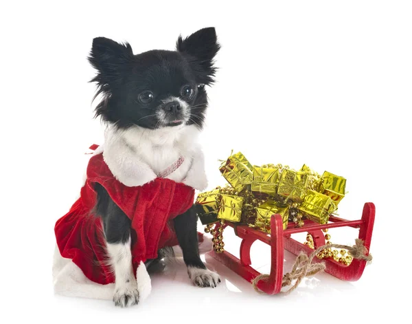Liten Chihuahua Framför Vit Bakgrund — Stockfoto