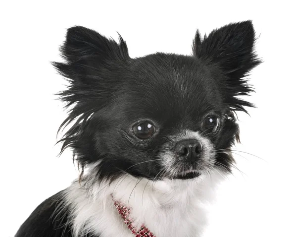 Kleine Chihuahua Voor Witte Achtergrond — Stockfoto