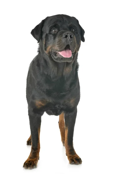 白色背景前的纯种Rottweiler — 图库照片