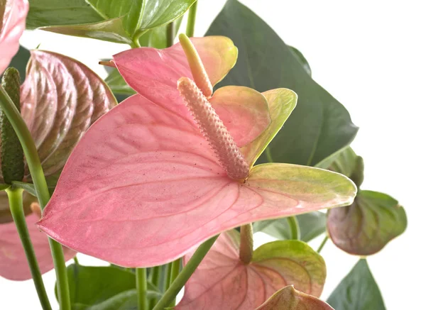 Planta Anthurium Delante Fondo Blanco — Foto de Stock