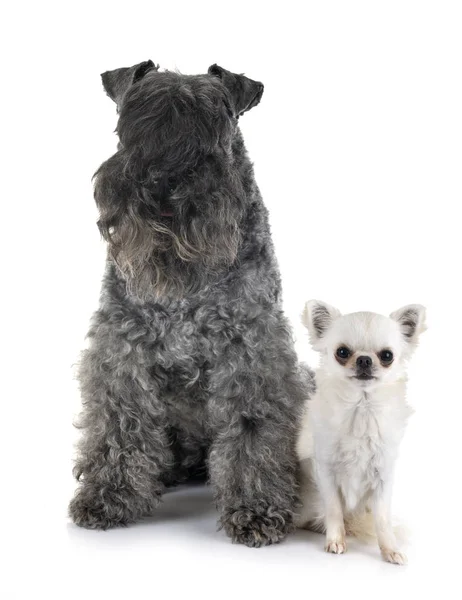 Kerry Blue Terrier Chihuahua Front White Background — Stock Photo, Image