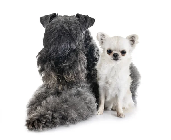 Kerry Blue Terrier Chihuahua Front White Background — Stock Photo, Image