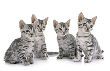 Bengal kedisi beyaz arka planda