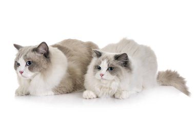 Ragdoll cats beyaz arka plan önünde