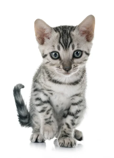 白色背景前的斑纹猫 — 图库照片