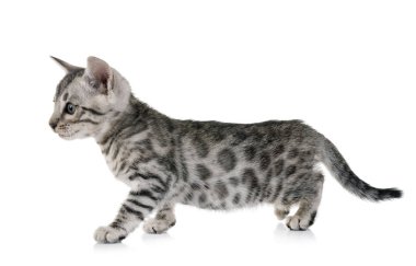 Bengal yavru kedi Studio