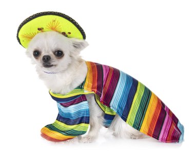 chihuahua Studio