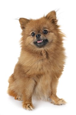 köpek yavrusu pomeranian Studio