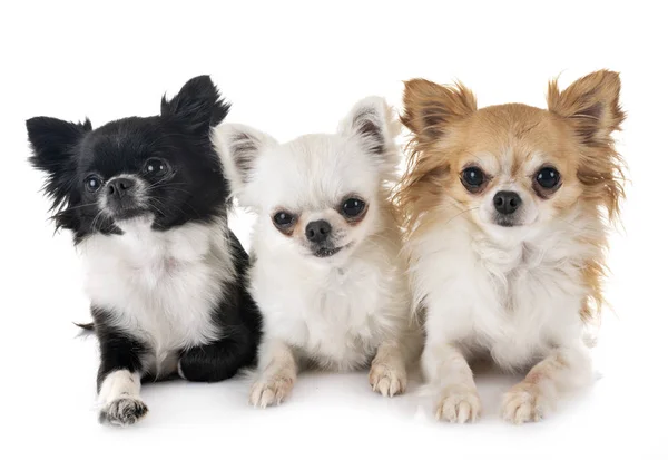 Chihuahuas i studio — Stockfoto