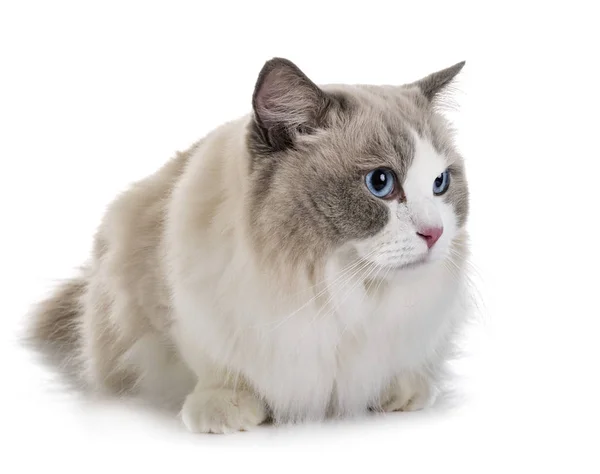 Ragdoll gatto in studio — Foto Stock