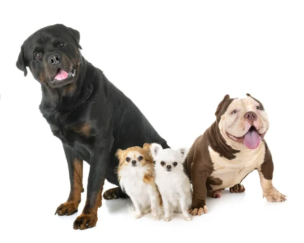 Dogs in studio — Stock Photo, Image