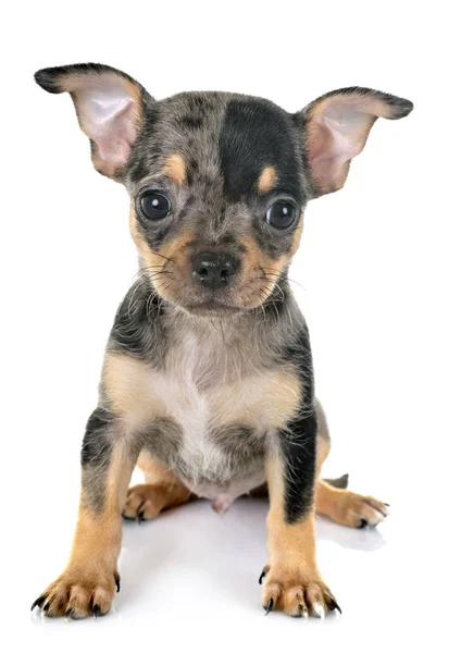 Puppy chihuahua in studio — Stockfoto