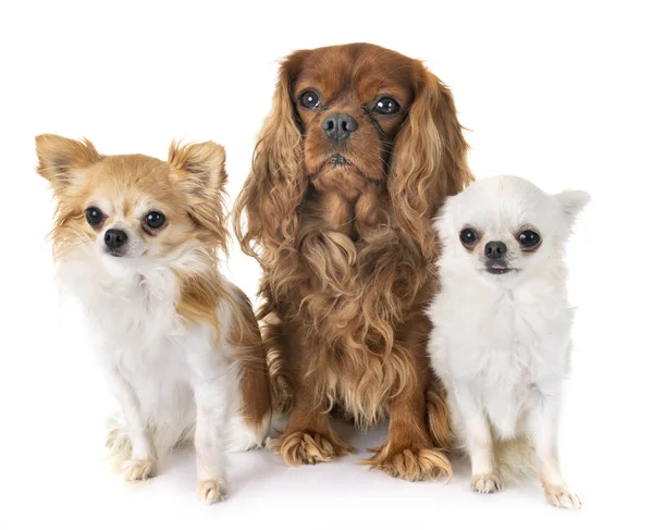 Cavalier king charles och chihuahua — Stockfoto