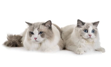 Ragdoll cats beyaz arka plan önünde