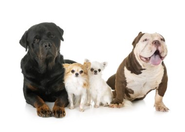 Amerikan kabadayı, chihuahua ve rottweiler beyaz adam önünde