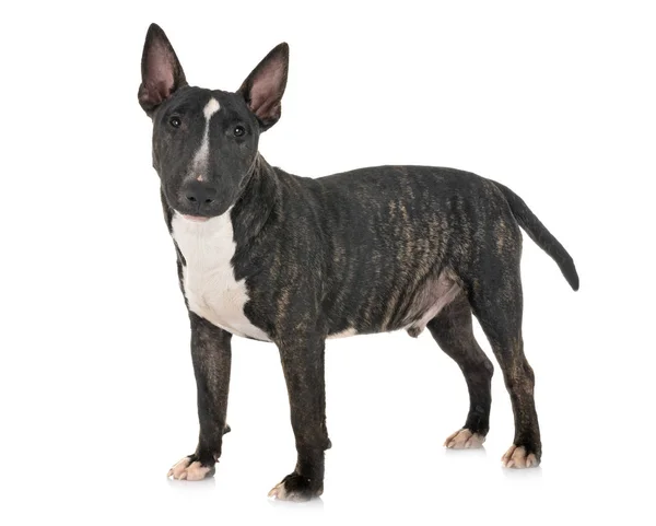 Miniature Bull Terrier Μπροστά Από Λευκό Φόντο — Φωτογραφία Αρχείου