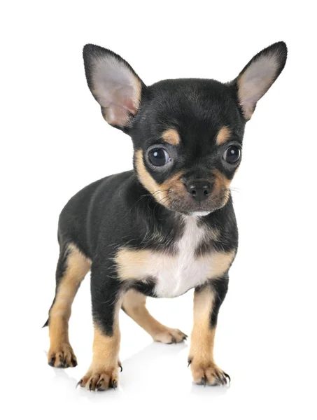 Kleine Chihuahua Voor Witte Achtergrond — Stockfoto