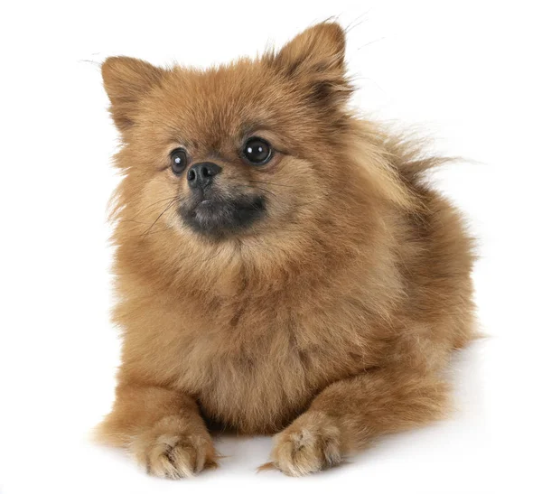 Young Pomeranian Front White Background — Stock Photo, Image