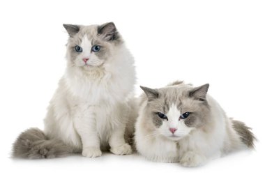 Ragdoll cats beyaz arka plan önünde