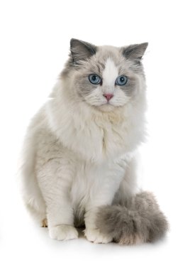 Ragdoll kedi beyaz arka plan önünde