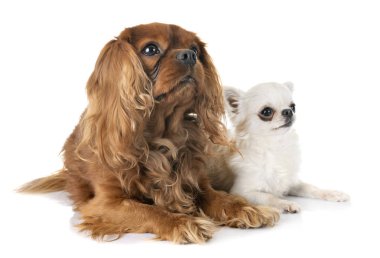 Süvari Kral Charles ve Chihuahua beyaz arka planın önünde.