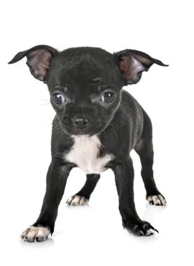 Beyaz arka planda küçük bir chihuahua