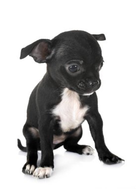 Beyaz arka planda küçük bir chihuahua