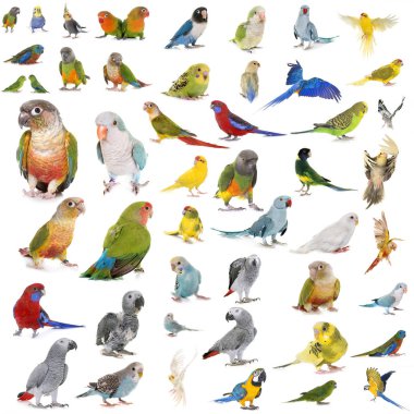 group of Psittacidae in front of white background clipart