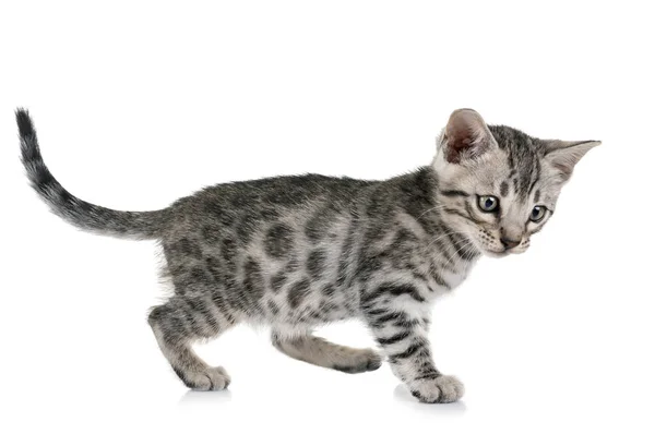 Bengal Cat Front White Background — Stock Photo, Image